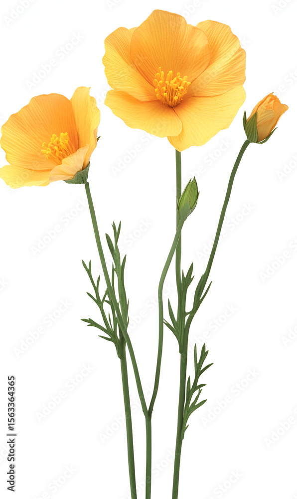 Naklejka premium Two radiant orange poppy blooms and a budding flower showcase natural beauty against a clean white backdrop.
