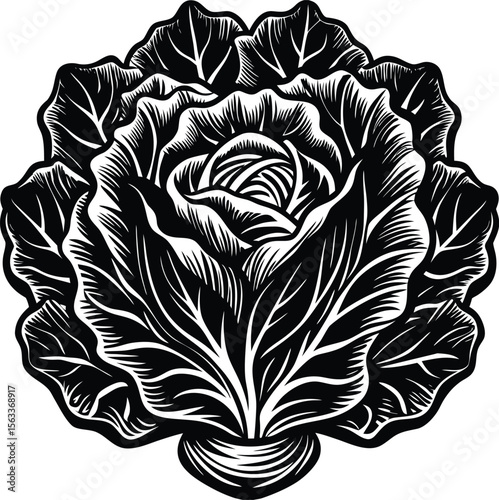 Intricate Black and White Illustration of a Cabbage  A Detailed Botanical Drawing, Perfect for Culinary, Farm-to-Table, or Vintage Designs