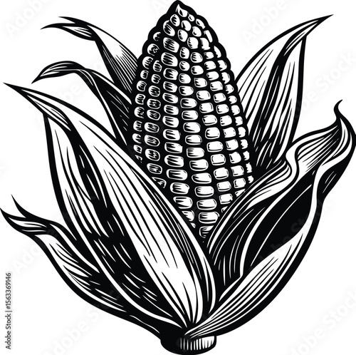 Detailed Line Art Illustration of an Ear of Corn, Botanical Drawing, Vintage Style Maize Graphic, Vector EPS