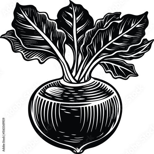 Intricate Line Art Illustration of a Kohlrabi Vegetable A Detailed Black and White Drawing of a Kohlrabi