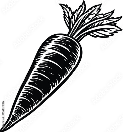 Crisp Vector Illustration of a Carrot  A Fresh, Detailed Black and White Drawing of a Carrot Vegetable