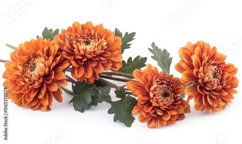 Wallpaper Mural Chrysanthemum flower isolated on transparent background Torontodigital.ca