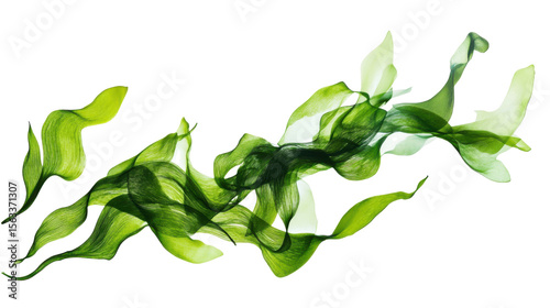 Fresh Green Wakame Seaweed with Silky Texture Ideal for Salads, Soups or Super food Use Isolated on White Background