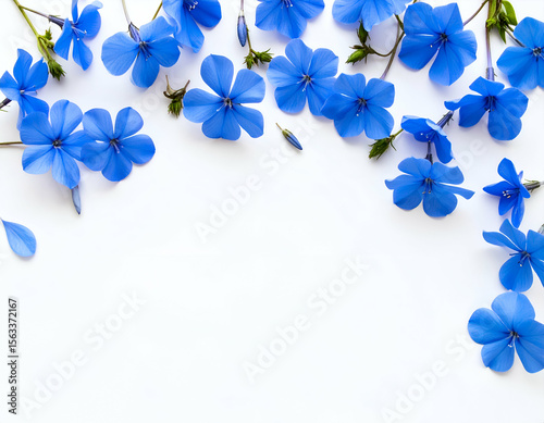 Vibrant blue plumbago flowers elegantly adorn a clean white background, creating a serene natural border.