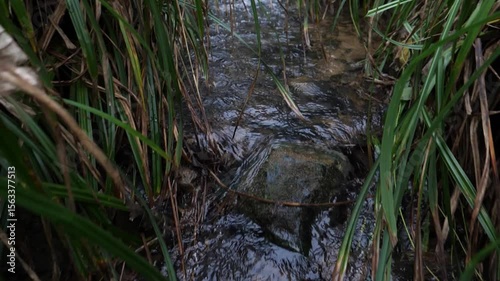 Ruisseau qui traverse la forêt