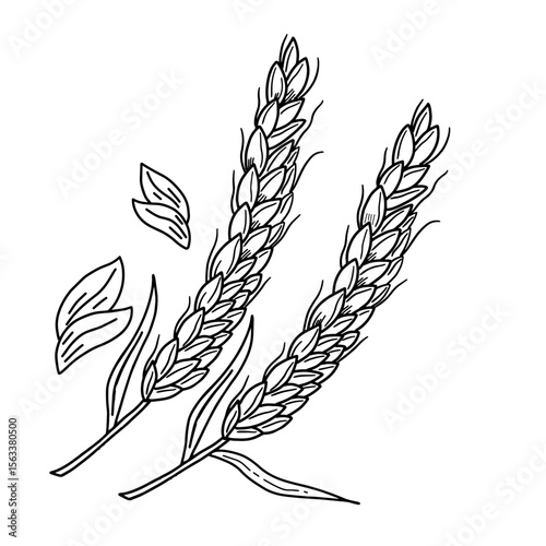 Hand drawn grains plants and cereal, rye barley and wheat ear spikes. Bakery food concept sketch vector illustration