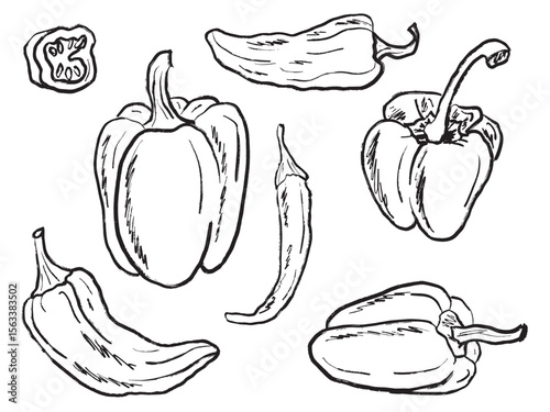 Collection of different pepper kinds, whole, half sliced in black brush stroke texture isolated on white. Hand drawn vector sketch illustration in vintage charcoal ink. Bell pepper, chili pepper