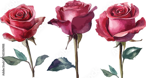 Three Red Roses with Watercolor Effect on a White Background