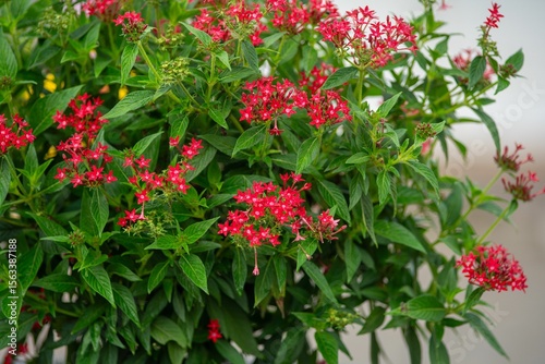 Vibrant red flowers with lush green leaves