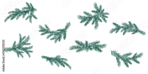 Set of Christmas Pine Tree Branches, Vector Illustrations