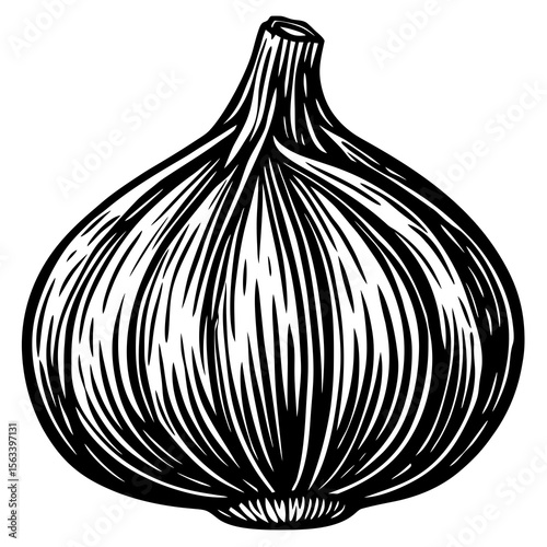 onion on white background