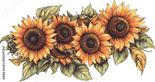 Elegant Sunflower Bouquet Illustration with Detailed Petals and Leaves on White