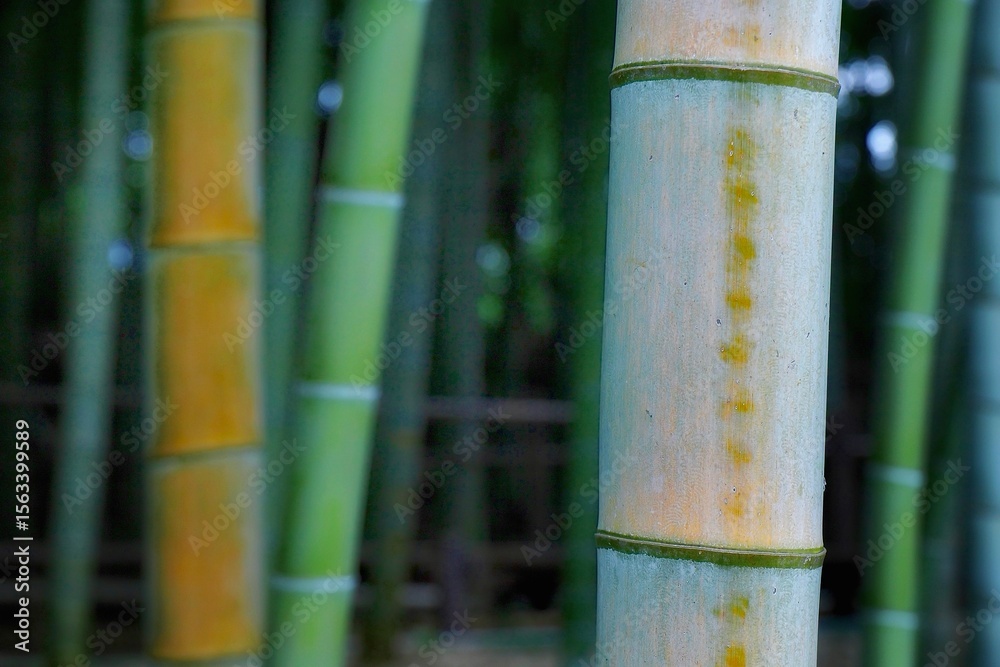 bamboo forest background bamboo forest background