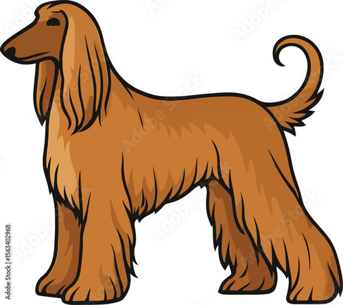 vector illustration of a dog, Afghan Hound