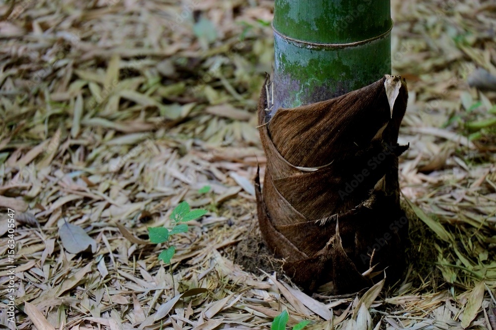 Obraz premium Bamboo root