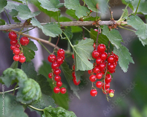 red currant berries growing in a garden