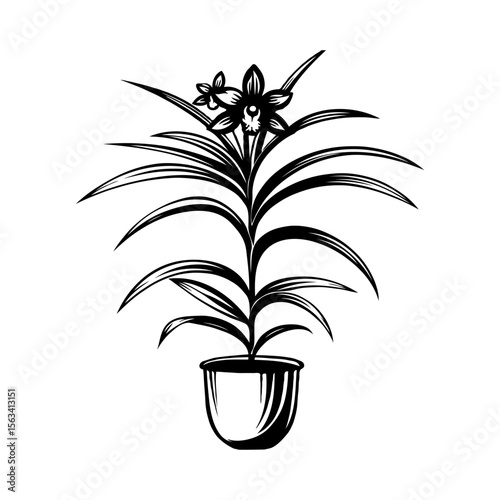 Potted Cymbidium orchid plant with flowers, line art style, on white background. Concept of nature