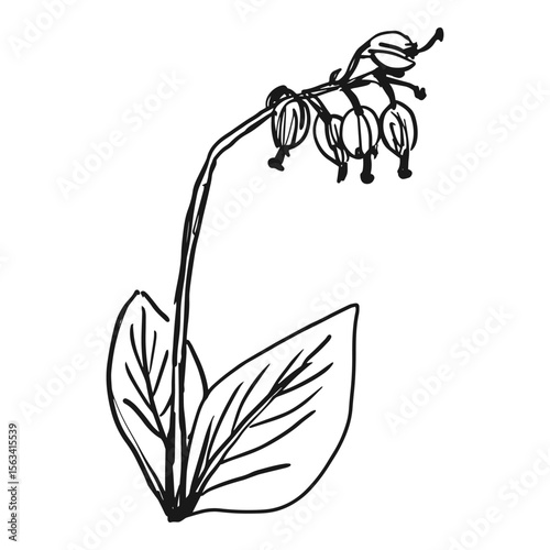 Orthilia perennial herbaceous plant hand drawn vector illustration isolated on white background for medicine posts herbal products packaging