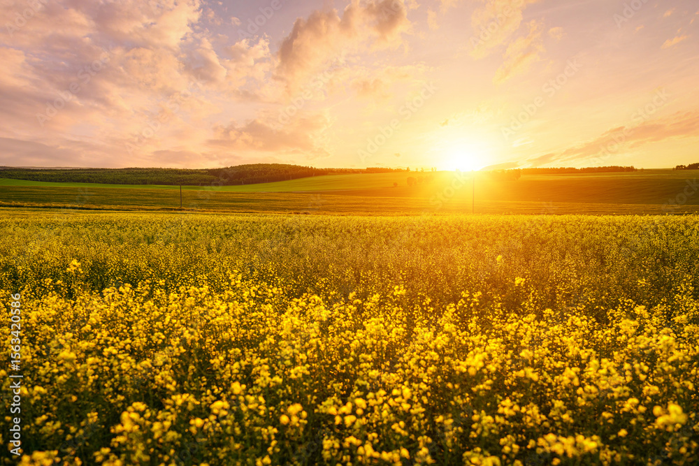 Fototapeta premium Yellow bright flowers bloom in a field of rapeseed at sunset light, creating a beautiful summer landscape. Agricultural business concept image.