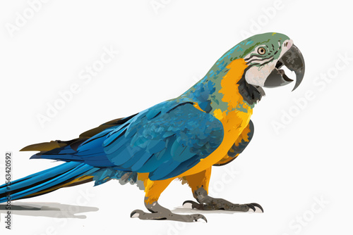 Blue and Yellow Macaw Parrot Illustration, Tropical Bird on White Background