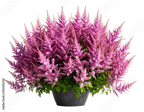  Purple Astilbe Flowers in Decorative Pot  Isolated on Transparent Background PNG