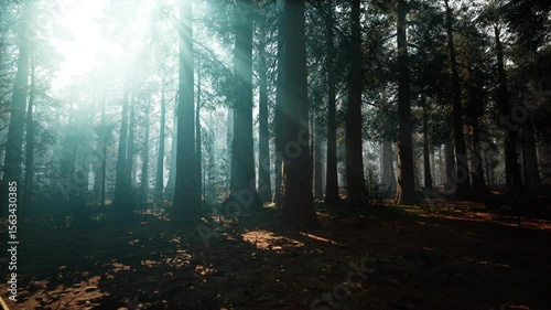 Golden sunlight cascades through towering sequoias, casting soft shadows on the forest floor at dawn, creating a serene and magical atmosphere in natures embrace.