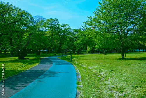 Fototapeta Naklejka Na Ścianę i Meble -  緑の公園　ランニングコース
