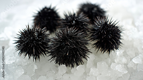 Fresh sea urchins with black spines displayed on bed of crushed ice. Seafood delicacy, gourmet food, marine life concept