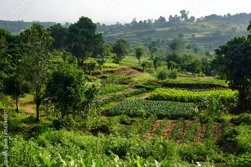 Agroforestry Landscape