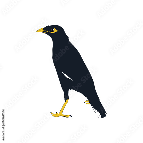 Bully bird illustration vector based on white background vol 08