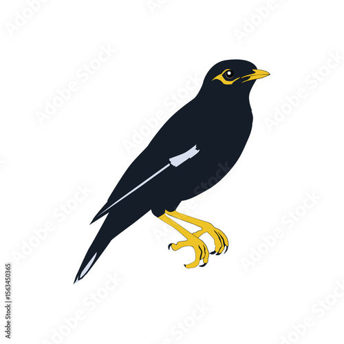 Bully bird illustration vector based on white background vol 02