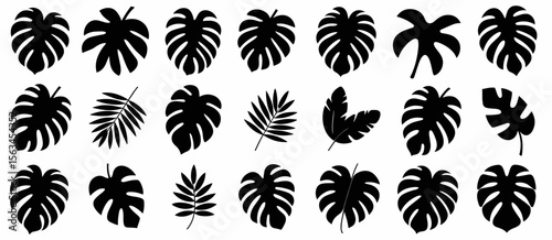 Tropical leaves vector set. Monstera silhouette collection. Exotic plant leaf illustration.
