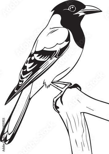 Magpie Bird Perched on Branch Illustration
