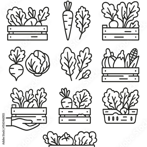 CSA Vegetable Icons. Line style icons of CSA vegetable box: assorted vegetable crate, carrot and kale icon, box with radish and