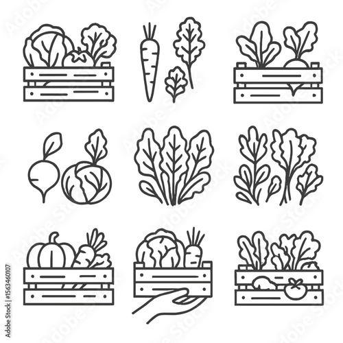 CSA Vegetable Icons. Line style icons of CSA vegetable box: assorted vegetable crate, carrot and kale icon, box with radish and