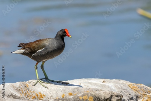 Common moorhen on a rock by the water.
