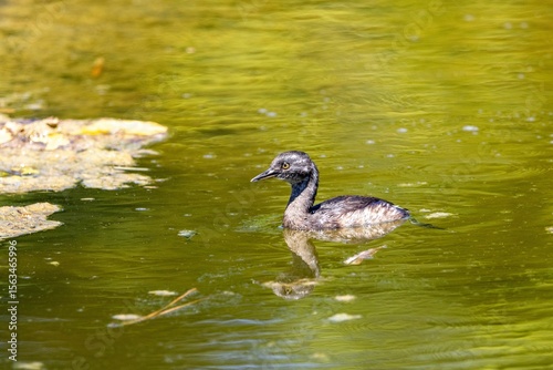 Lone duck swims peacefully in a green pond, reflecting its image on the water's surface.