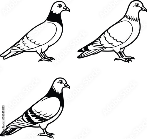 vector set of birds