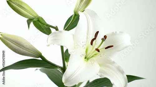 An elegant close-up showcases a pristine white flower with lush green leaves and buds. The soft lighting highlights the delicate petals