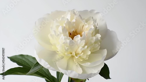 An elegant, delicate, creamy white flower with layered petals, green leaves against a soft, bright background