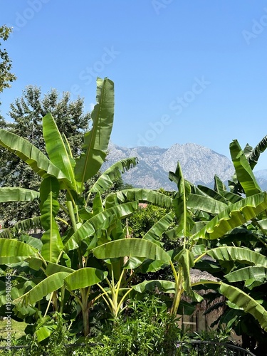 Tropical banana plants with large green leaves growing in front of distant mountains under a clear blue sky. Concept of climate change, exotic agriculture, and sustainable farming