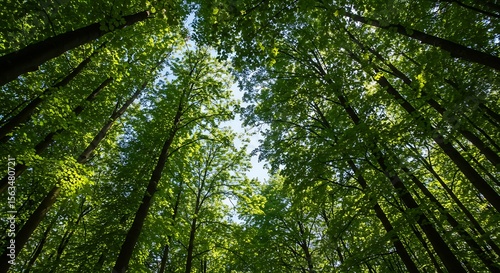 Upward View of Lush Green Forest Canopy Reaching Towards the Sky