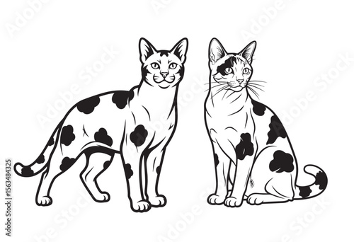 Vector illustration of two Ocicat cats, showcasing their distinctive spotted coats. Pet.