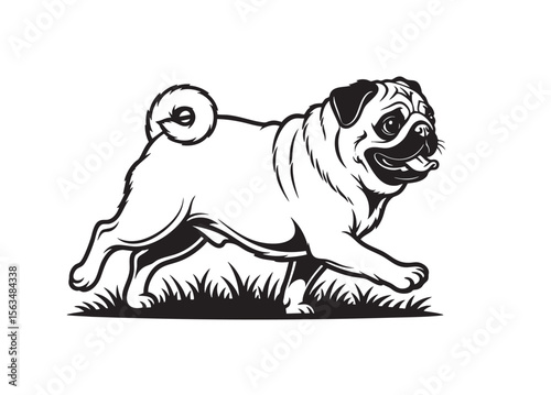 Vector illustration of a Pug dog in a full body profile, walking. Pet.