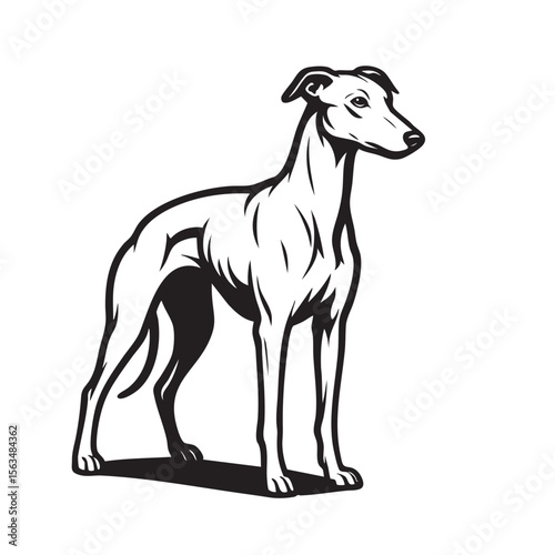 Vector illustration of a sleek Whippet dog standing in profile. Pet.