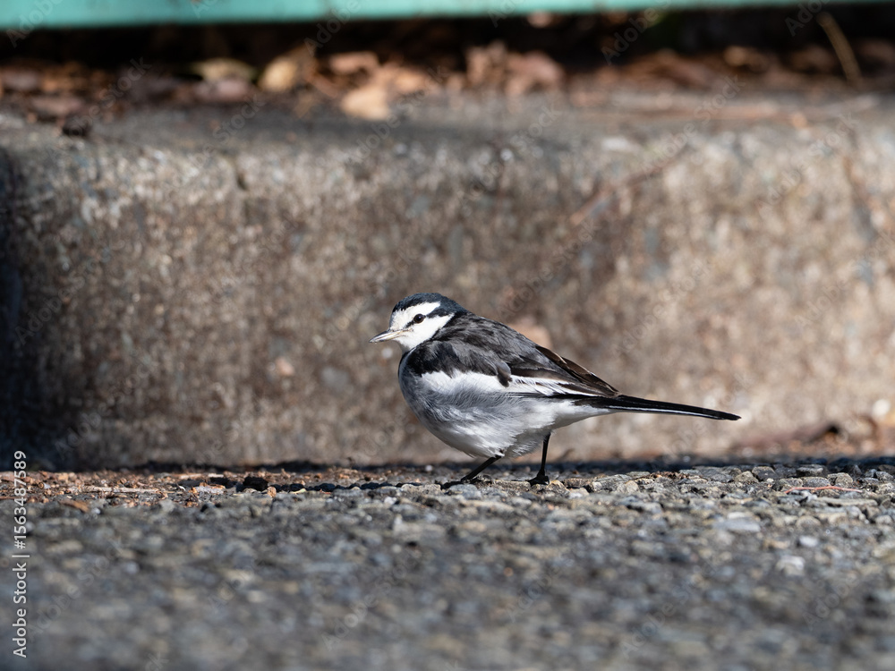 Naklejka premium 地面でてくてくハクセキレイ