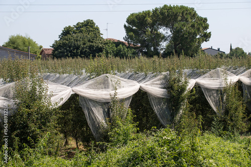 Faenza (Italy)