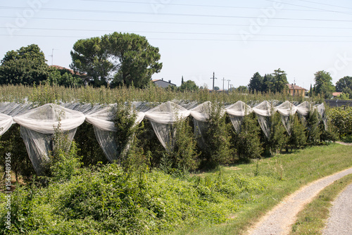 Faenza (Italy)