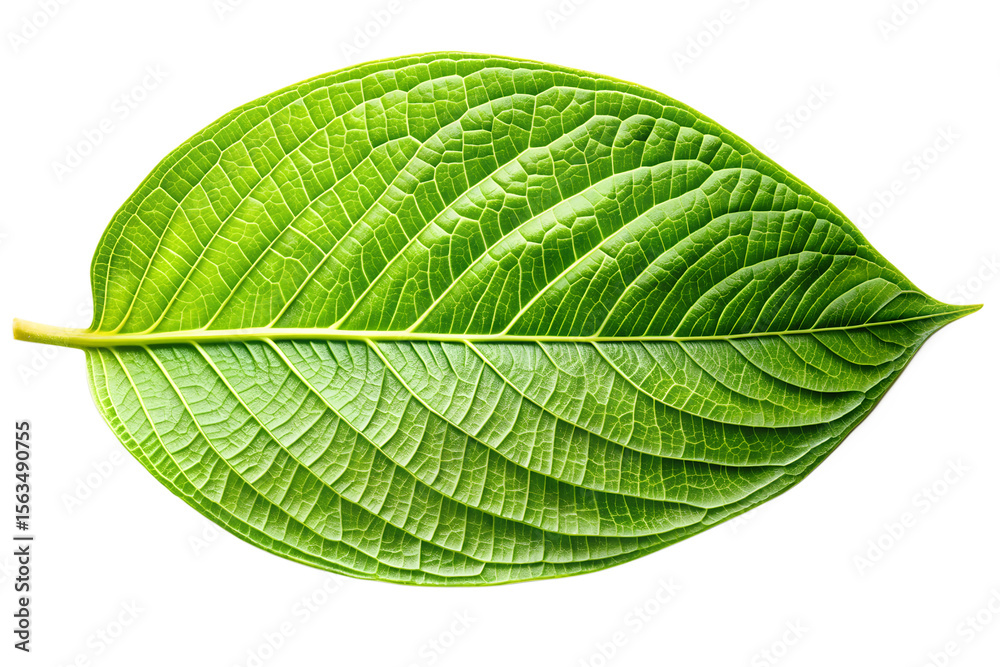 Obraz premium Vibrant Green Leaf Detailed Close-Up of Lush Foliage Texture