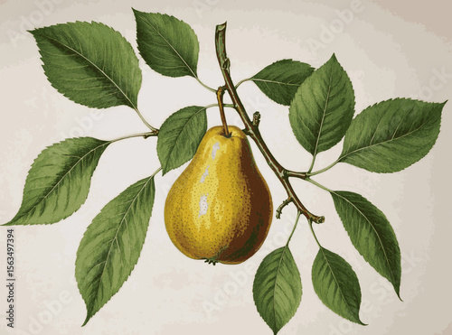 Pear Tree Stillness pear tree isolated watercolor vector illustration svg